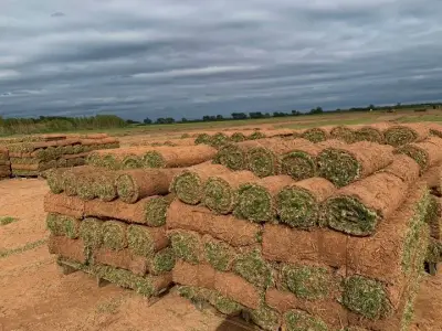 Fresh-cut turf proof from a family-run farm that customers can count on.
