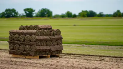 Fresh-cut turf proof from a family-run farm that customers can count on.