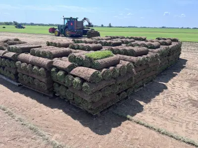 Fresh-cut turf proof from a family-run farm that customers can count on.
